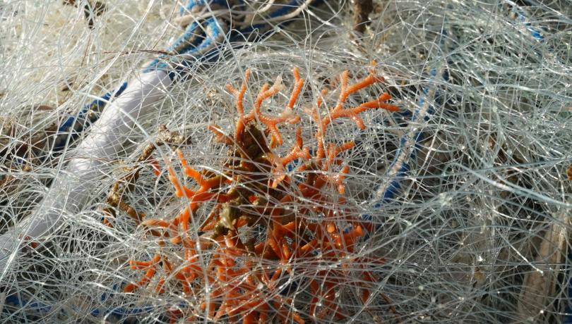 Entre los animales recuperados se encuentran gorgonias, corales, esponjas y otros organismos estructurantes. / LIFE ECOREST. Entre los animales recuperados se encuentran gorgonias, corales, esponjas y otros organismos estructurantes. / LIFE ECOREST.