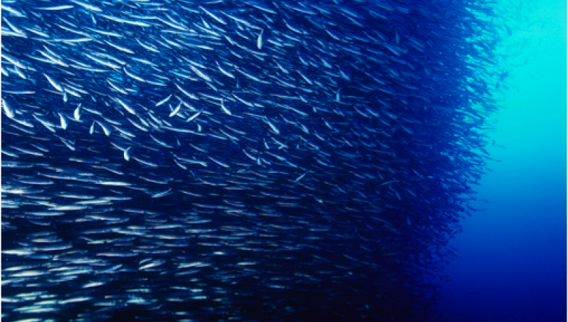 Warming Oceans May Lead to Smaller Fish