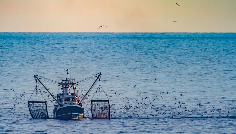 The study's results make us reflect on the new fishing model we want to promote / iStock The study's results make us reflect on the new fishing model we want to promote / iStock