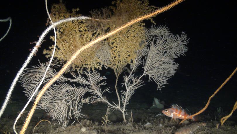 Los corales de agua fría están clasificados en la Directiva de Hábitats de la Unión Europea como ecosistemas de “excepcional valor ecológico” / Oceana.