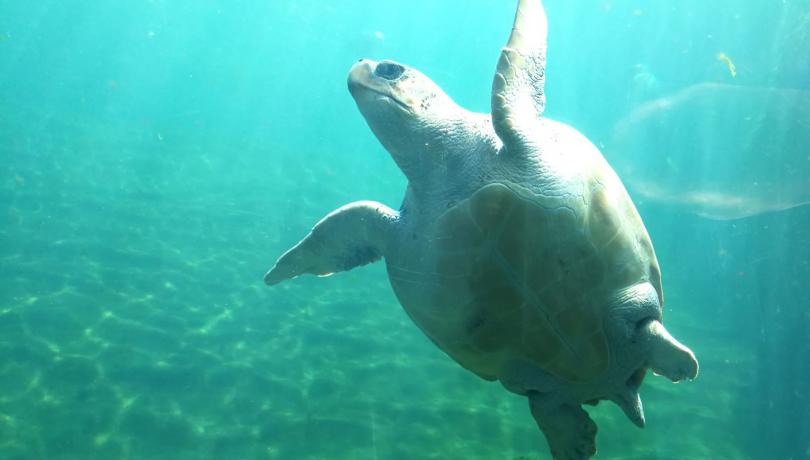 In 2019, the EU proposed the use of the loggerhead turtle (Caretta caretta) as a sentinel of pollution in the Mediterranean / ICM-CSIC. In 2019, the EU proposed the use of the loggerhead turtle (Caretta caretta) as a sentinel of pollution in the Mediterranean / ICM-CSIC.