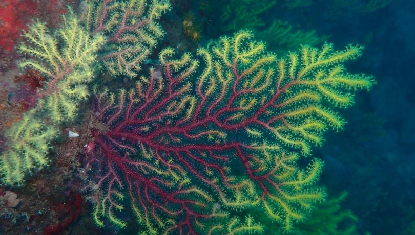 Les gorgònies són refugi natural d’altres espècies / MedRecover. Les gorgònies són refugi natural d’altres espècies / MedRecover.