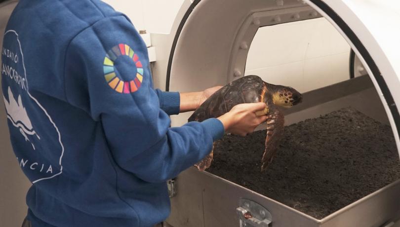 The veterinary team introduces the cone turtle with gas embolism into the hyperbaric chamber / Fundació Oceanogràfic.