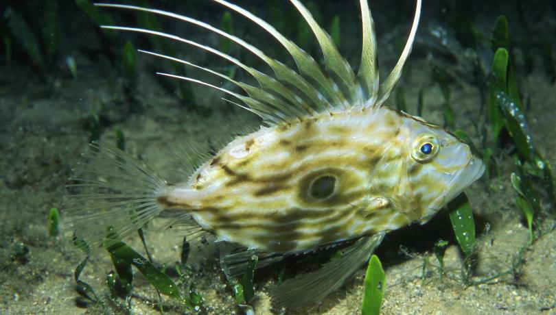 El fenómeno de la desborealización refleja la vulnerabilidad de la biodiversidad de las cuencas del Mediterráneo y el Báltico/peterwirtz2004@yahoo.com. El fenómeno de la desborealización refleja la vulnerabilidad de la biodiversidad de las cuencas del Mediterráneo y el Báltico/peterwirtz2004@yahoo.com.