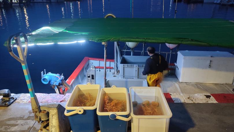 A part de les accions de recerca i conservació,  el projecte promou la gestió participativa dels pescadors / LIFE ECOREST.
