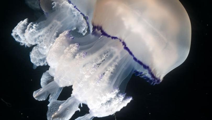 La medusa barril (Rhizostoma pulmo) és una de les espècies més abundants a la Mediterrània espanyola / Eduardo Obis.