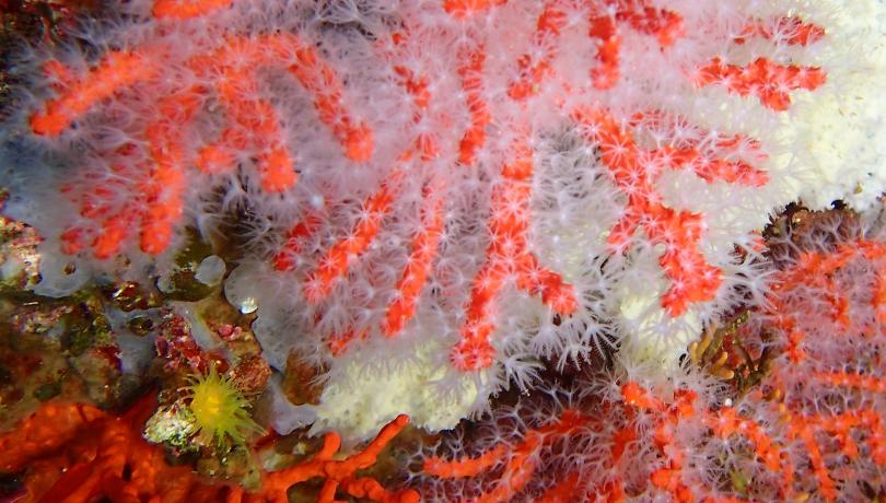 A escala global, las acciones de restauración en el medio marino están todavía en una fase inicial / Grupo de Investigación MedRecover.
