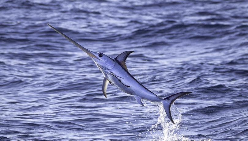 The research represents a significant advance in the understanding of the trophic ecology of large pelagics / David Jara. The research represents a significant advance in the understanding of the trophic ecology of large pelagics / David Jara.