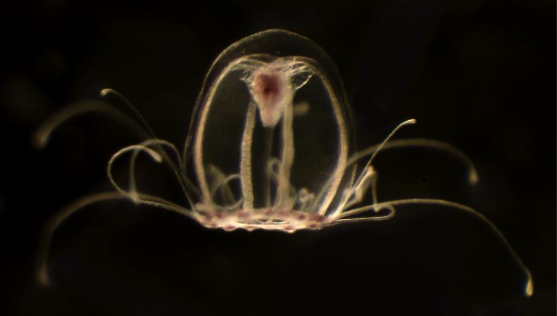 When they reach adulthood, these jellyfish are capable of reverting back to polyps / ICM-CSIC. When they reach adulthood, these jellyfish are capable of reverting back to polyps / ICM-CSIC.