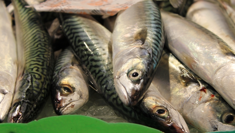 El Omega-3 es también un excelente indicador de la condición o salud de los organismos marinos / ICM-CSIC.