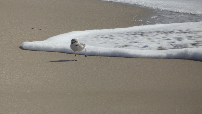 BioPlatgesMet es una de las iniciativas del proyecto europeo GUARDEN (programa Horizon Europe) en el ámbito del área metropolitana de Barcelona, ​​con la participación del AMB / © mediambient_ajelprat - Plataforma MINKA.