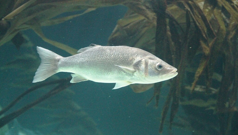 L'estudi evidencia com el canvi climàtic pot influir en la biologia de les espècies marines / Wikimedia Commons.