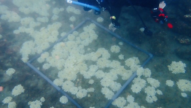 This species' registration confirms that environmental conditions in the western Mediterranean are becoming favourable for species of tropical origin / Alejandra Pérez.