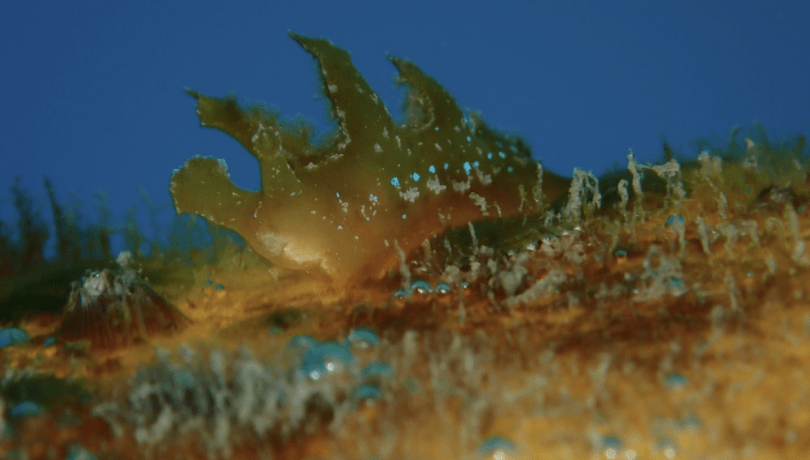 L'espècie Scyllaea pelagica és típica de mars tropicals i subtropicals com el Carib i el golf de Mèxic /© Enric Badosa.