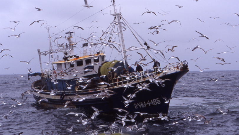 Medidas como las reducciones de los días de pesca o la mejora de la selectividad de las redes comienzan a dar resultados / Marta Coll.