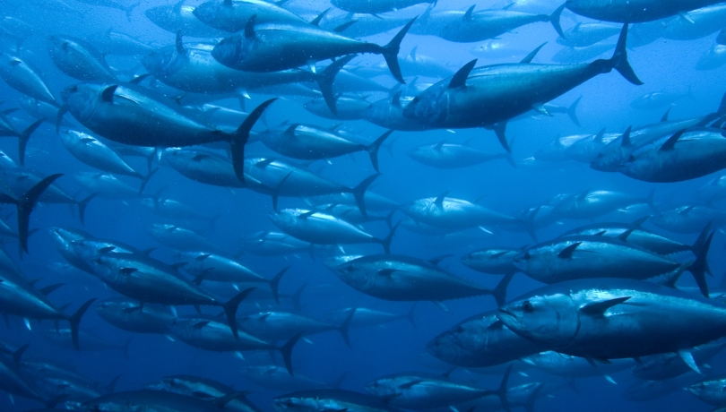 La tonyina vermella és un depredador oportunista i flexible que s'adapta bé als canvis / iStock.