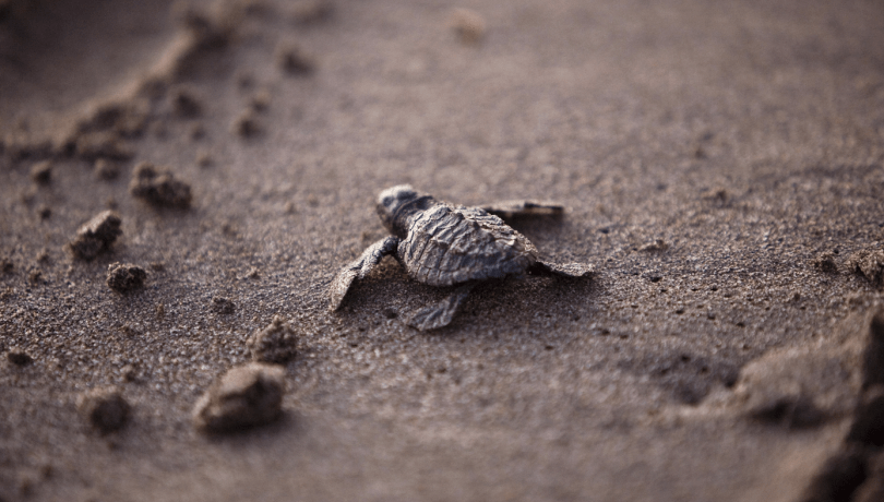 L'equip científic insisteix en què malgrat els reptes ambientals siguin globals, les respostes més efectives neixen sovint a escala local / Pixabay.