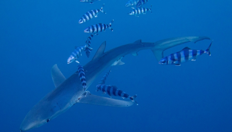 Cambios en la productividad debidos al cambio climático o la presión pesquera podrían acabar modificando las relaciones tróficas/David Jara.