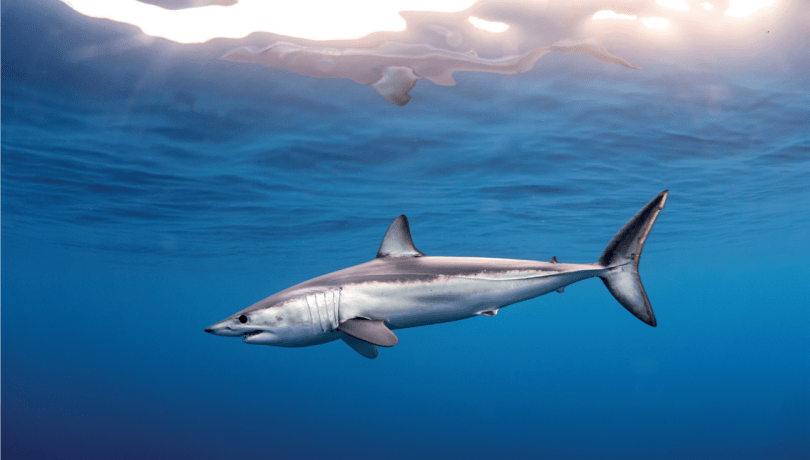 Los resultados de las últimas investigaciones están ayudando a definir áreas prioritarias de protección / CSIC Catarata.