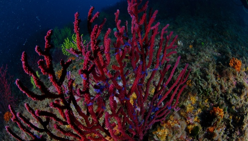 La reproducción sexual de la gorgonia roja tiene lugar en primavera, cuando las colonias liberan a los gametos sexuales / Josep Clotas.