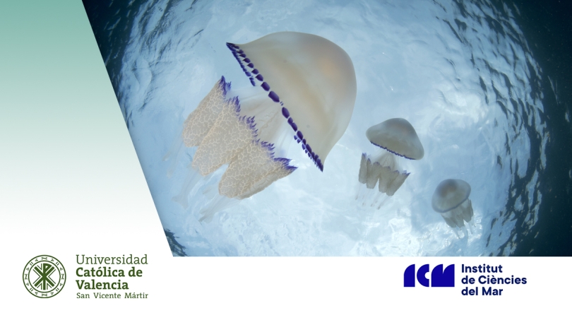 Las medusas, de especie problemática a recurso estratégico en biotecnología azul PROYECTO COLMED