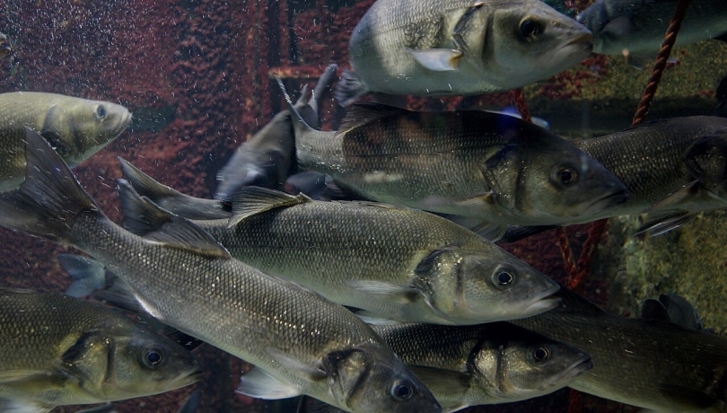 Direct exposure to heat during early development shifts fish populations towards males / NasserHalaweh (CC BY-SA 4.0).