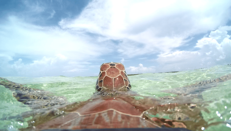 Les tortugues verdes estan catalogades com a espècie amenaçada en moltes regions / Nathan J. Robinson.