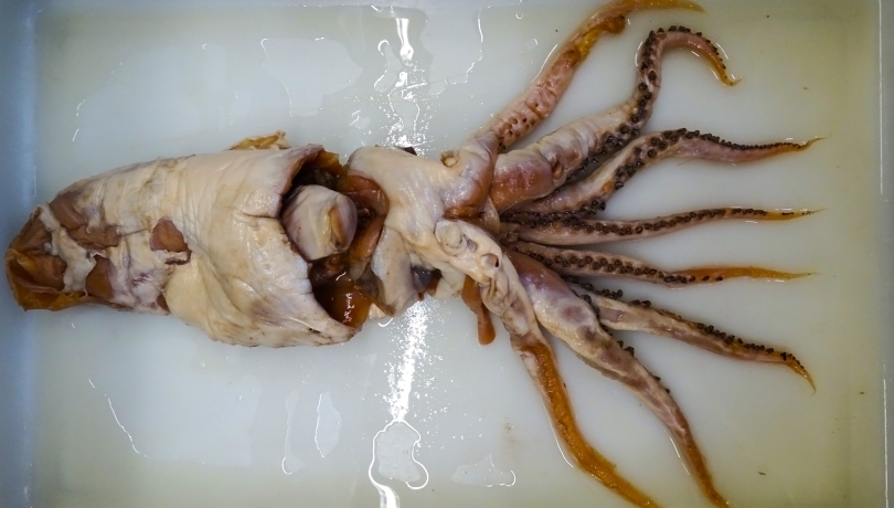 The original specimen on which the current description is based was recovered from the stomach contents of a sperm whale 70 years ago / Fernando Ángel Fernández-Álvarez.