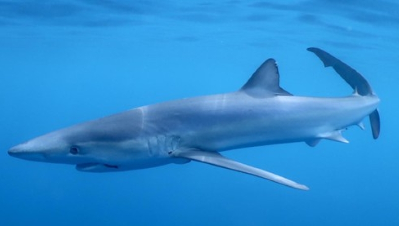A blue shark swimming near a small-scale fishing boat off the coast of Cap de Creus, in Catalonia / Jordi Riera (Sotamar).