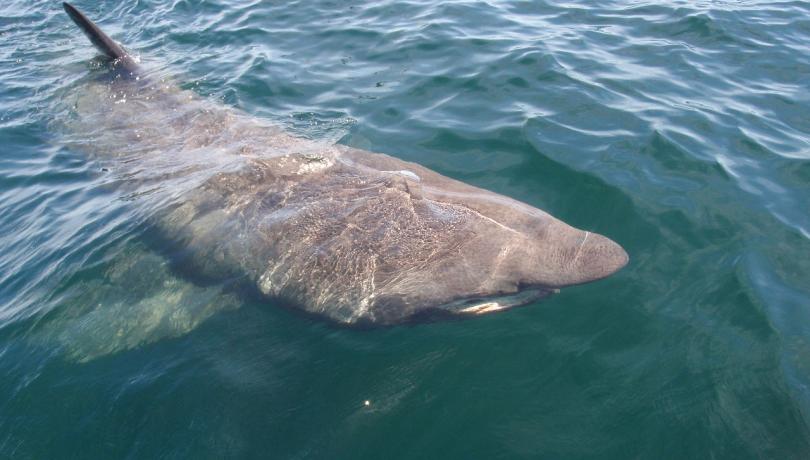 Cetorhinus maximus (Wikimedia Commons / rossbeane)
