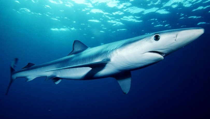 Photo credit: Mark Conlin. This photo was taken using an underwater pole camera during one of the SWFSC's juvenile shark surveys off of the Channel Islands. Contact: SWFSC Large Pelagics Program