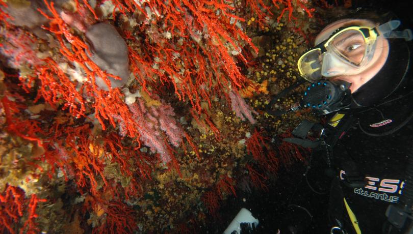 El descubrimiento de una población de coral rojo no explotada en Córcega abre una auténtica ‘ventana al pasado’