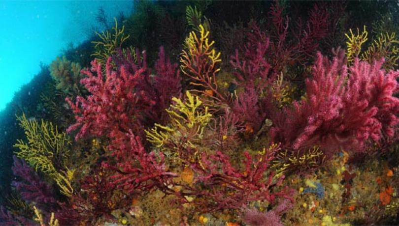 Colonias de gorgonias (imagen: J.Garrabou/ICM-CSIC)