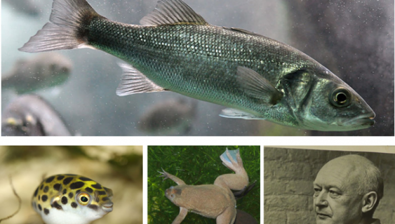 Imágenes de las especies con las que se ha llevado a cabo este estudio: lubina (Dicentrarchus labrax), pez globo (Tetraodon nigroviridis), la rana (Xenopus tropicalis), Humano (Homo sapiens). La última foto corresponde a Conrad Waddington, considerado el padre de la epigenética. Fotos obtenidas de Wikimedia Commons, excepto la última, obtenida de Edinburgh University Library Special Collections.
