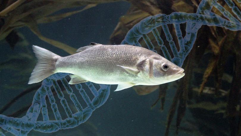 L'Institut de Ciències del Mar del CSIC desenvolupa un test capaç de predir el sexe dels peixos