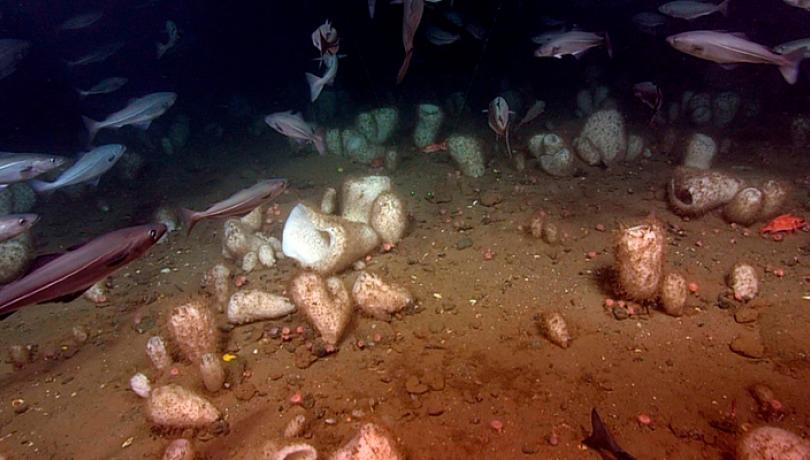 Els esquelets de les esponges són importants embornals de silici a l’oceà global