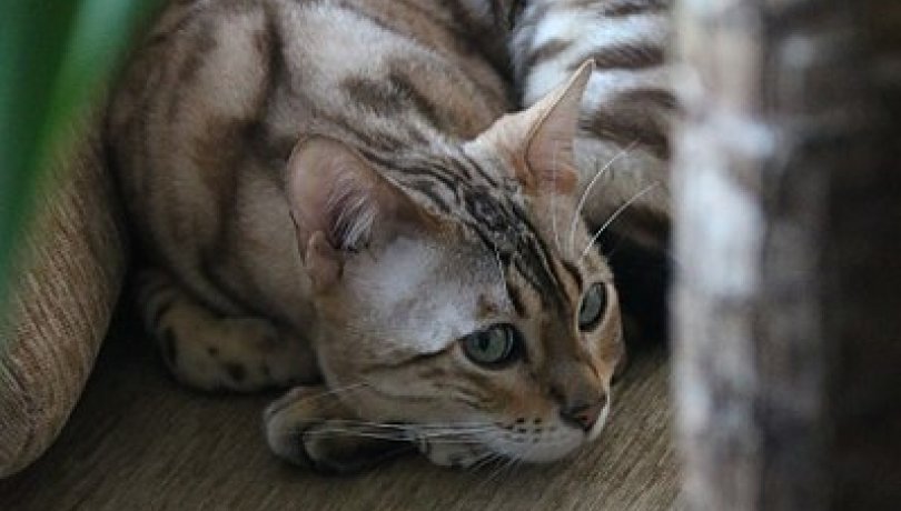ICM scientists describe the epigenetic mechanisms