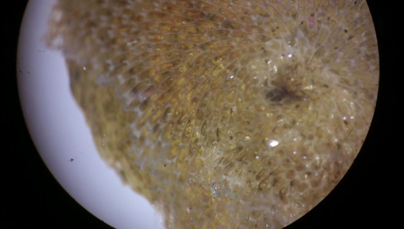 El briozoo Membranipora membranacea es una especie potencialmente invasiva identificada en las algas varadas en el litoral antártico. Foto: UB-IRBio