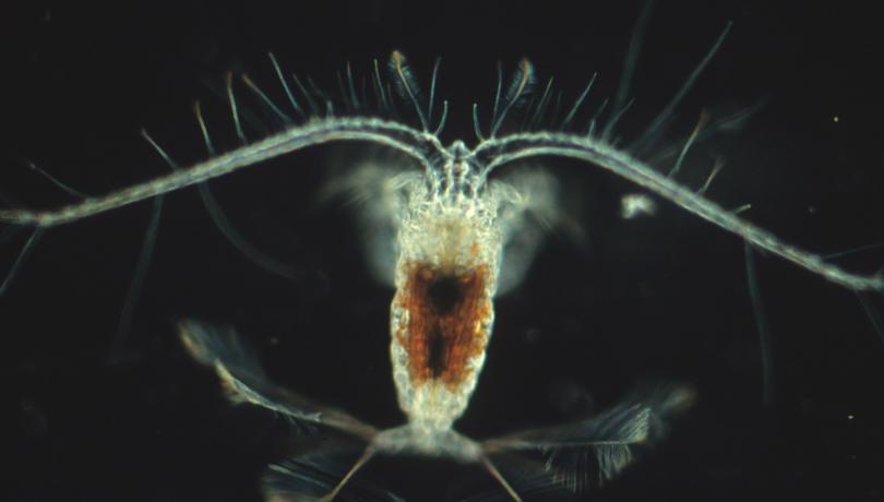 Ejemplar de copépodo de la especie Calocalanus pavo. Foto: Albert Calbet
