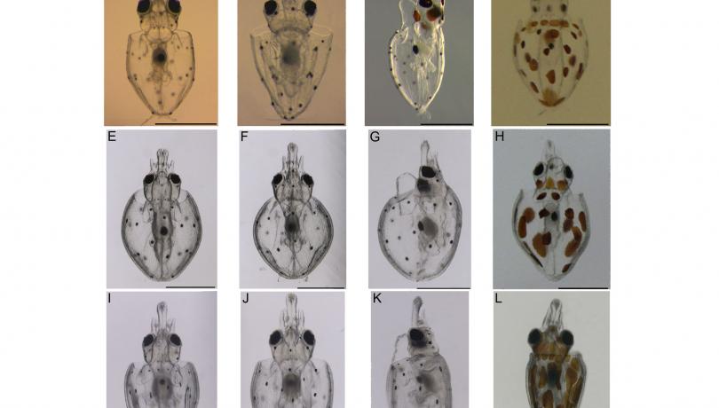 Image: Squid paralarvae stages. Calocean Project.