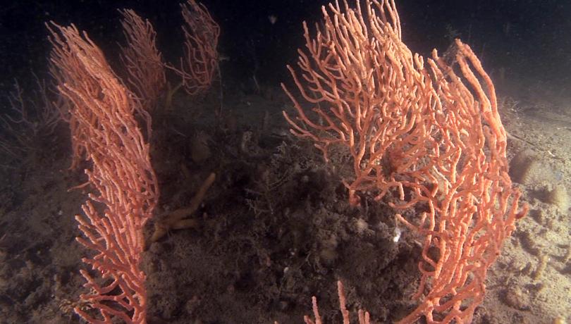 Pescadores, científicos y administración pública se unen para devolver las gorgonias al mar y proteger los fondos marinos