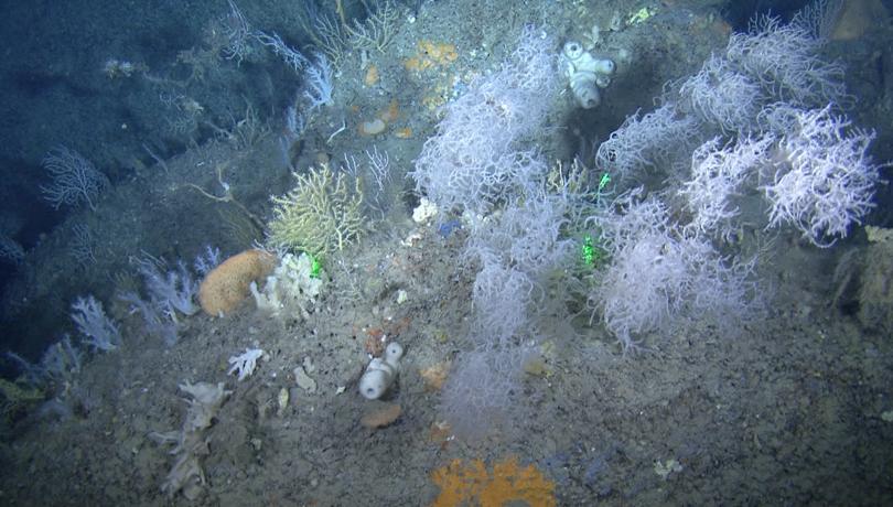 El ICM lidera los estudios para la declaración de dos nuevas áreas marinas protegidas de la Red Natura 2000