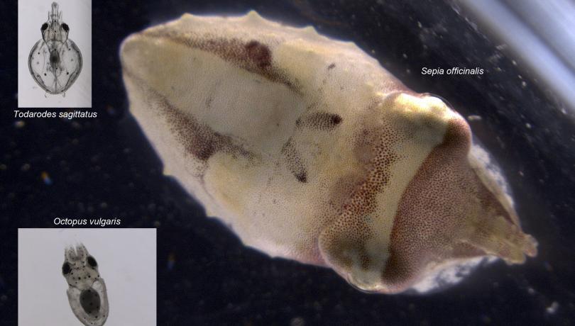 Ejemplares recién nacidos de tres especies de cefalópodos mediterráneos, representados a la misma escala. Los ejemplares recién nacidos de pota (Todarodes sagittatus) y de pulpo común (Octopus vulgaris) son plantónicos, mientras que el de la sepia común (Sepia officinalis) es bentónico. Fotografía S. officinalis © Catarina P. P. Martins.