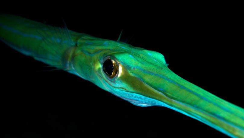 El pez corneta Fistularia commersonii, introducido en el Mediterráneo a través del Canal de Suez, es una de las especies más invasoras del mar Mediterráneo y de Europa. Credits: Debi Henshaw -www.digitaldiving.co.uk