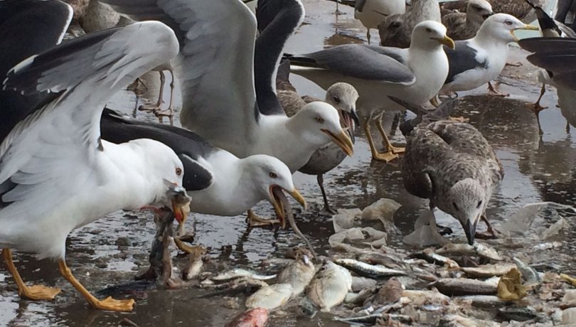 Seagulls / Photo: Manuela G. Forero