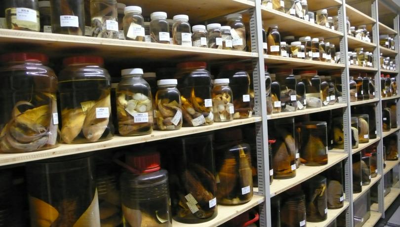 Knowing the ICM's Biological Reference Collections