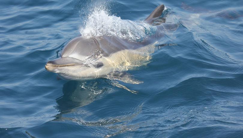 High levels of organophosphorus flame retardants and plasticizers in marine mammals