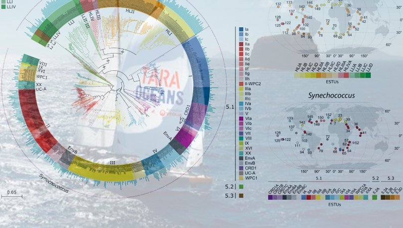 A global map of cyanobacteria defines new populations of phytoplankton