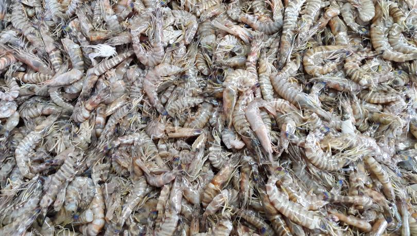Reduir la pesca podria no ser suficient per recuperar espècies sobreexplotades i ecosistemes en el futur