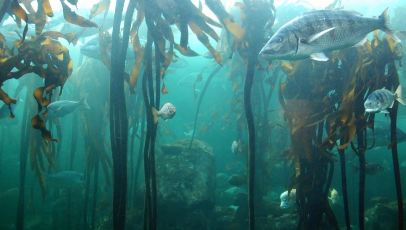 La evolución de los peces es más rápida en los océanos polares que en los trópicos, al contrario de lo que se creía hasta ahora